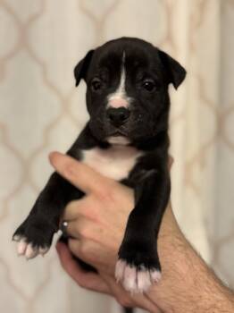 Rescue Pit Bull Terrier and Mixed Breed Dogs for Adoption in Morton Grove, Illinois - Blaze | PetCurious