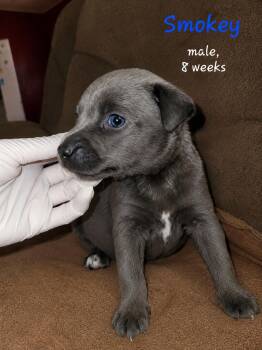 Smokey -  Labrador Retriever Dog for Adoption in Carmel Hamlet, New York - Smokey | PetCurious