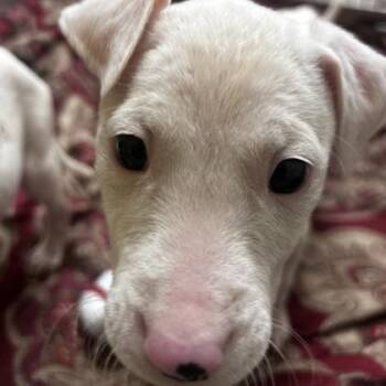 Mixed Breed Dogs Available for Adoption - Everleigh | PetCurious