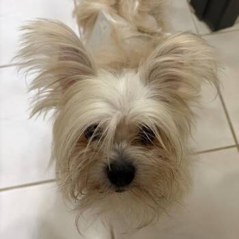 Tiny -  Maltese and Pomeranian Dog for Adoption in Omaha, Nebraska - Tiny | PetCurious