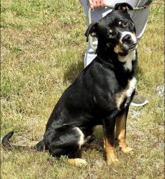 Rescue Rottweiler Dogs for Adoption in Beech Bottom, West Virginia - RIGGS | PetCurious