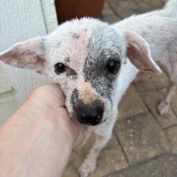 Millie -  Mixed Breed Dog for Adoption in Springboro, Ohio - Millie | PetCurious