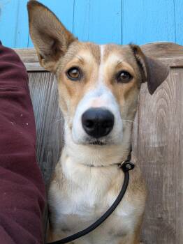 Rescue Chihuahua Dogs for Adoption in Kingsburg, California - Claudine | PetCurious