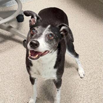 Piper -  Mixed Breed Dog for Adoption in Englewood, Florida - Piper | PetCurious
