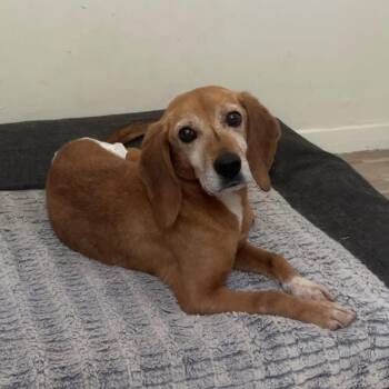 Rescue Beagle and Mixed Breed Dogs for Adoption in Yaphank, New York - Sami | PetCurious