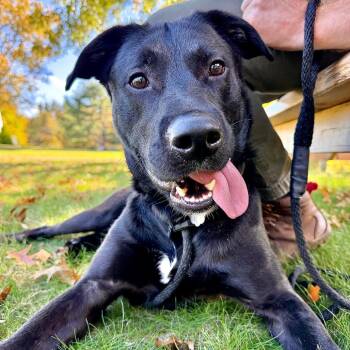 Rider -  Mixed Breed Dog for Adoption in Kennebunk, Maine - Rider | PetCurious