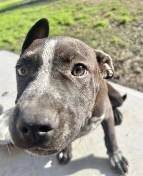 German Shorthaired Pointer Dogs Available for Adoption in Manchester, Connecticut - Jack | PetCurious