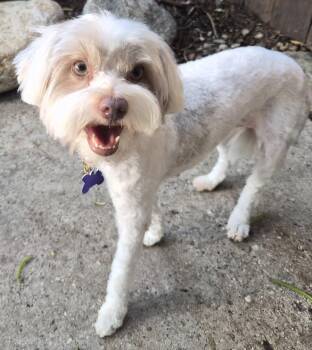 Mitsie -  Maltese Dog for Adoption in Los Angeles, California - Mitsie | PetCurious
