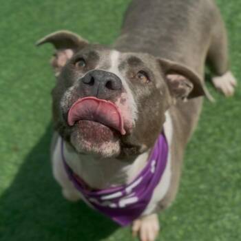Clementine -  American Staffordshire Terrier Dog for Adoption in Houston, Texas - Clementine | PetCurious