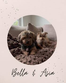 ASIA (BONDED WITH BELLA) -  Yorkshire Terrier Dog for Adoption in Coquitlam, British Columbia - ASIA (BONDED WITH BELLA) | PetCurious