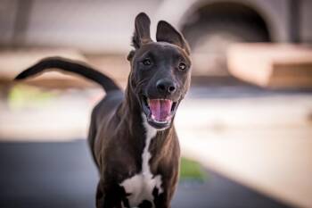 Willie -  Shepherd and Belgian Shepherd Malinois Dog for Adoption in Twentynine Palms, California - Willie | PetCurious