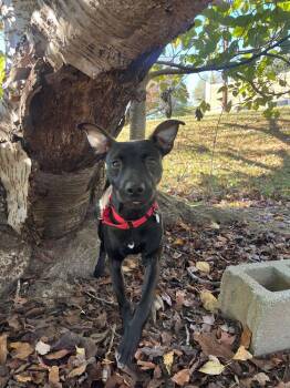 Remy -  Terrier Dog for Adoption in Candler, North Carolina - Remy | PetCurious
