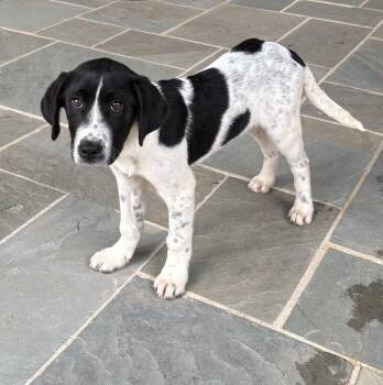 Great Pyrenees and Hound Dogs Available for Adoption - Mike | PetCurious