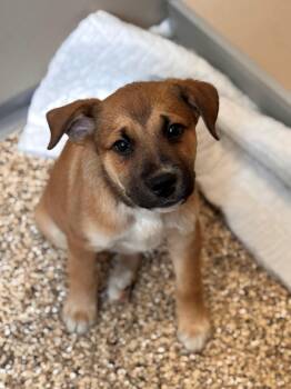 Husky and Labrador Retriever Dogs Available for Adoption in Hackensack, Minnesota - Skipper | PetCurious