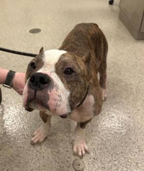 Fox Terrier and Mixed Breed Dogs Available for Adoption in Fishers, Indiana - Pumba | PetCurious