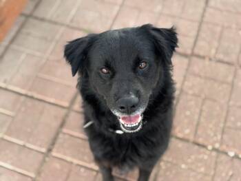 Chow Chow Dogs Available for Adoption - COSMO | PetCurious