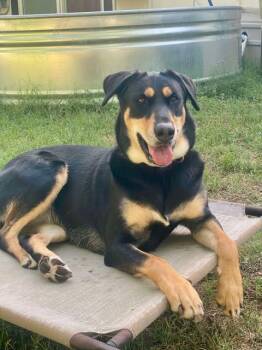 Rescue German Shepherd Dog Dogs for Adoption in VERNON ROCKVL, Connecticut - Hana | PetCurious