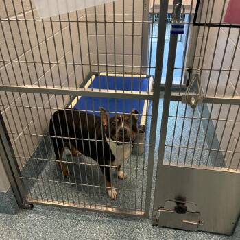 Pit Bull Terrier Dogs Available for Adoption - Blair | PetCurious