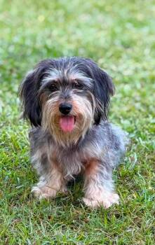 Pebbles -  Miniature Poodle and Miniature Schnauzer Dog for Adoption in Panama City, Florida - Pebbles | PetCurious