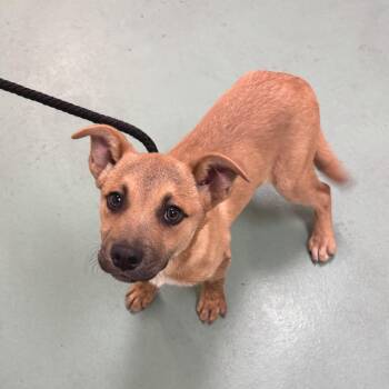 Mixed Breed Dogs Available for Adoption - Bowie | PetCurious