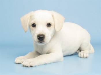 BOSTON -  Husky and Poodle Dog for Adoption in Phoenix, Arizona - BOSTON | PetCurious