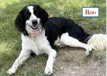 Roo -  Brittany Spaniel Dog for Adoption in Fort Worth, Texas - Roo | PetCurious