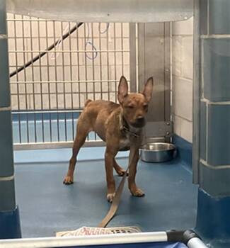 GINA -  Mixed Breed Dog for Adoption in Dallas, Texas - GINA | PetCurious