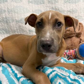 Rescue Mixed Breed Dogs for Adoption in Riverwoods, Illinois - Rowan | PetCurious