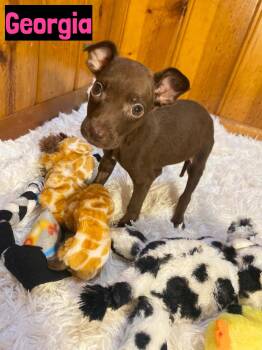 Georgia -  Mixed Breed Dog for Adoption in Grand Rapids, Michigan - Georgia | PetCurious
