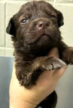 Hershel -  Mixed Breed Dog for Adoption in Morristown, New Jersey - Hershel | PetCurious