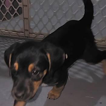 Mixed Breed Dogs Available for Adoption in Cincinnati, Ohio - Mocha | PetCurious