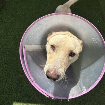 Ruger 0274 -  Shepherd and Mixed Breed Dog for Adoption in Loxahatchee Groves, Florida - Ruger 0274 | PetCurious
