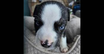 Pit Bull Terrier and Husky Dogs Available for Adoption - Kassie | PetCurious