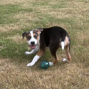 Reba McEntire -  Pit Bull Terrier and Mixed Breed Dog for Adoption in Durham, North Carolina - Reba McEntire | PetCurious