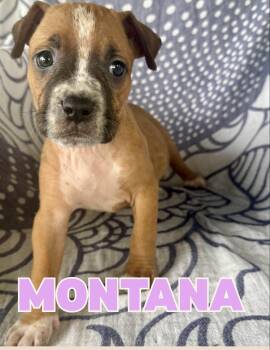 Montana -  Boxer and Pit Bull Terrier Dog for Adoption in Shalimar, Florida - Montana | PetCurious