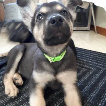 Mixed Breed Dogs Available for Adoption - Dash | PetCurious