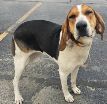 Fern -  Coonhound and Beagle Dog for Adoption in Hillsdale, Indiana - Fern | PetCurious