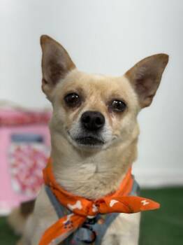 Nosewise-One of our Amazing Rescue Dogs -  Chihuahua and Pembroke Welsh Corgi Dog for Adoption in Carlsbad, California - Nosewise-One Of Our Amazing Rescue Dogs | PetCurious