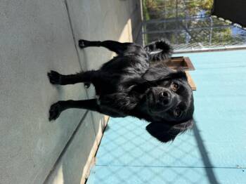 Jazzy -  Chihuahua Dog for Adoption in Herald, California - Jazzy | PetCurious