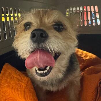 Kassie -  Yorkshire Terrier Dog for Adoption in Birmingham, Alabama - Kassie | PetCurious