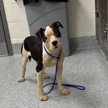 Omni -  American Staffordshire Terrier Dog for Adoption in Grand Rapids, Michigan - Omni | PetCurious