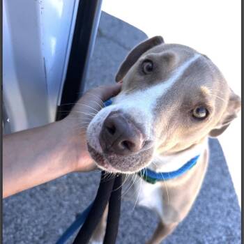 Brocko -  Terrier and Mixed Breed Dog for Adoption in Brentwood, Missouri - Brocko | PetCurious