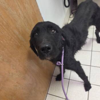 Mixed Breed Dogs Available for Adoption - Benedict | PetCurious