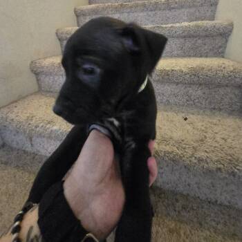 Rescue Dutch Shepherd and Mixed Breed Dogs for Adoption in Phoenix, Arizona - Austin | PetCurious