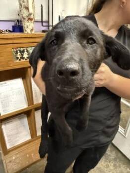 Gwen -  Mixed Breed Dog for Adoption in West Chester, Pennsylvania - Gwen | PetCurious