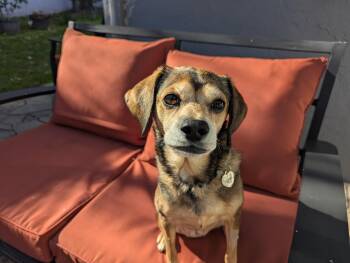 Beagle Dogs Available for Adoption - Sophie | PetCurious