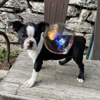 Boston Terrier Dogs Available for Adoption in Sinking Spring, Pennsylvania - Mateo | PetCurious