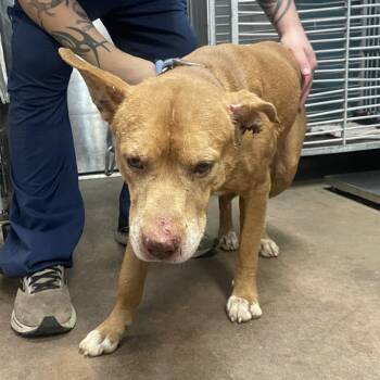 Canelo -  Pit Bull Terrier and Mixed Breed Dog for Adoption in Abilene, Texas - Canelo | PetCurious