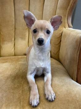 Lala -  Chihuahua Dog for Adoption in Madison, Georgia - Lala | PetCurious