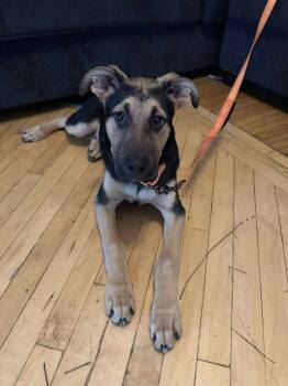 Rescue Shepherd Dogs for Adoption in Cloquet, Minnesota - Sammy Von Sheperd | PetCurious